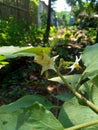 Solanum torvum Turkey berry, rickly nightshade, shoo-shoo bush, wild eggplant, pea eggplant, pea aubergine, kantÃâsi, konsusua or