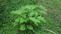 Solanum torvum Turkey berry, rickly nightshade, shoo-shoo bush, wild eggplant, pea eggplant, pea aubergine, kantÃâsi, konsusua or