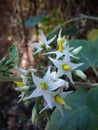 Solanum torvum swartz flowers on mountain