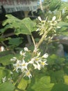 Solanum torvum takokak in a neighbor& x27;s garden