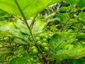 Solanum torvum or tekokak or eggplant grows and bears green fruit in Tasikmalaya