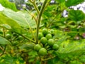 Solanum torvum or tekokak or eggplant grows and bears green fruit in Tasikmalaya