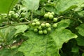 Solanum torvum Royalty Free Stock Photo