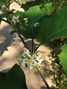 Solanum Torvum Or Turkey Berry Or Shoo-shoo Bush Or Wild Eggplant Or Pea Eggplant Or Pea Aubergine Flower.