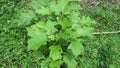 Solanum torvum Turkey berry, rickly nightshade, shoo-shoo bush, wild eggplant, pea eggplant, pea aubergine, kantÃâsi, konsusua or