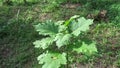 Solanum torvum Turkey berry, rickly nightshade, shoo-shoo bush, wild eggplant, pea eggplant, pea aubergine, kantÃâsi, konsusua or