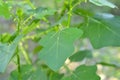 Solanum trilobatum Royalty Free Stock Photo