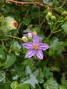 Solanum trilobatum Royalty Free Stock Photo