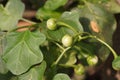 Solanum trilobatum fruit Royalty Free Stock Photo