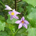 Solanum trilobatum L. Royalty Free Stock Photo