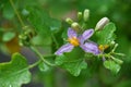 Solanum trilobatum L.