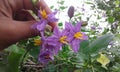 Solanum Trilobatum