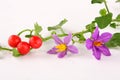 Solanum trilobatum plant Royalty Free Stock Photo