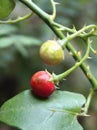 Solanum trilobatum-Thoothuvalai Royalty Free Stock Photo