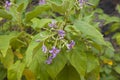 Solanum vespertilio floral background Royalty Free Stock Photo