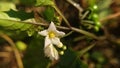 Solanum villosum Mill flower macro photography