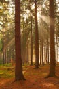 Solar beams through foliage.