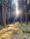 Solar beams in the forest