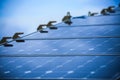 Solar Cell Generated Electrical Power by Sun Light, Closeup of Blue Photovoltaic Solar Panels, Green Energy for Safe World Royalty Free Stock Photo