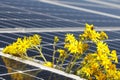 Solar cell panels close view and flowers - eco-conscious.energy Royalty Free Stock Photo
