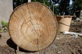 Close up teak shot of natural wood cut texture Royalty Free Stock Photo