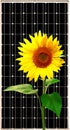 Solar energy panel with sunflower Royalty Free Stock Photo