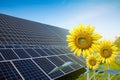 Solar energy panels on a sunflower field against sunny sky Royalty Free Stock Photo