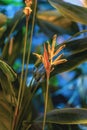 Solar exotic heliconia flower closeup in green leaves, tropical bright colorful background