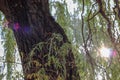 Solar flare on the camera lens. A sunbeam passes through foliage and trees in a park in nature. Green background with Royalty Free Stock Photo