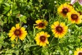 Solar flower geliopsis in garden