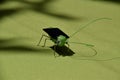 Solar grasshopper toy Royalty Free Stock Photo