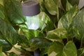 Solar light with panel and led light on in a potho pot Royalty Free Stock Photo