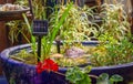 Solar panel in front of solar powered pond water fountain in eco garden, green energy for sustainable living