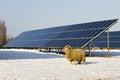 Solar panel and Sheep