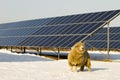 Solar panel and Sheep