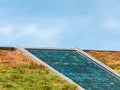 Solar panels on a roof covered with sedum for isolation