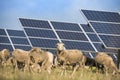 Solar panels with sheep Royalty Free Stock Photo