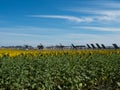 Solar panels surrounded by sunflowers Royalty Free Stock Photo