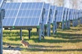 Solar park, green energy - Focus on a hare