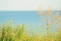 Solar plants on the background of the summer sea Royalty Free Stock Photo