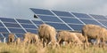 Solar power panels with grazing sheeps - photovoltaic system Royalty Free Stock Photo