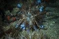 Solar powered nudi Phyllodesmium longicirrum