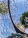 The solar-powered super trees in Gardens by the Bay close to Marina Bay Sands in Singapore