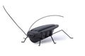 Solar powered toy grasshopper isolated Royalty Free Stock Photo