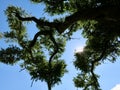 Solar rays on top of a tree