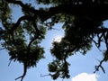 Solar rays on top of a tree Royalty Free Stock Photo