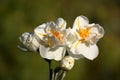 Multiflowered narcissus. Royalty Free Stock Photo