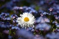 Forget-me-not and white daisy.