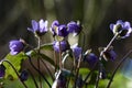 Hepatica on a grey background.