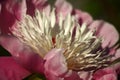 Peony flower closeup. Pink and white. Royalty Free Stock Photo